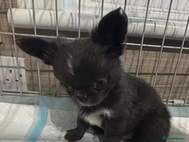 Chihuahua dogs for sale: Long coat chihuahua - Advert 6