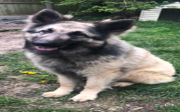 German Shepherd dogs for sale: German shepherd pups silver sable black/tan black  - Image 28