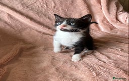 British Shorthair cats for sale: 4 British short hair kittens left Calico girls - Image 12