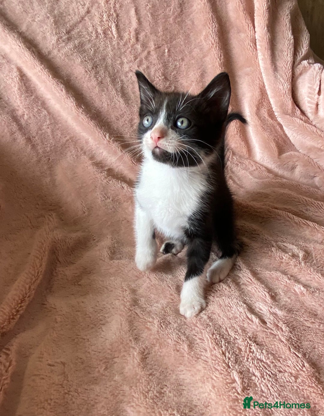 British Shorthair cats for sale: 4 British short hair kittens left Calico girls - Image 12