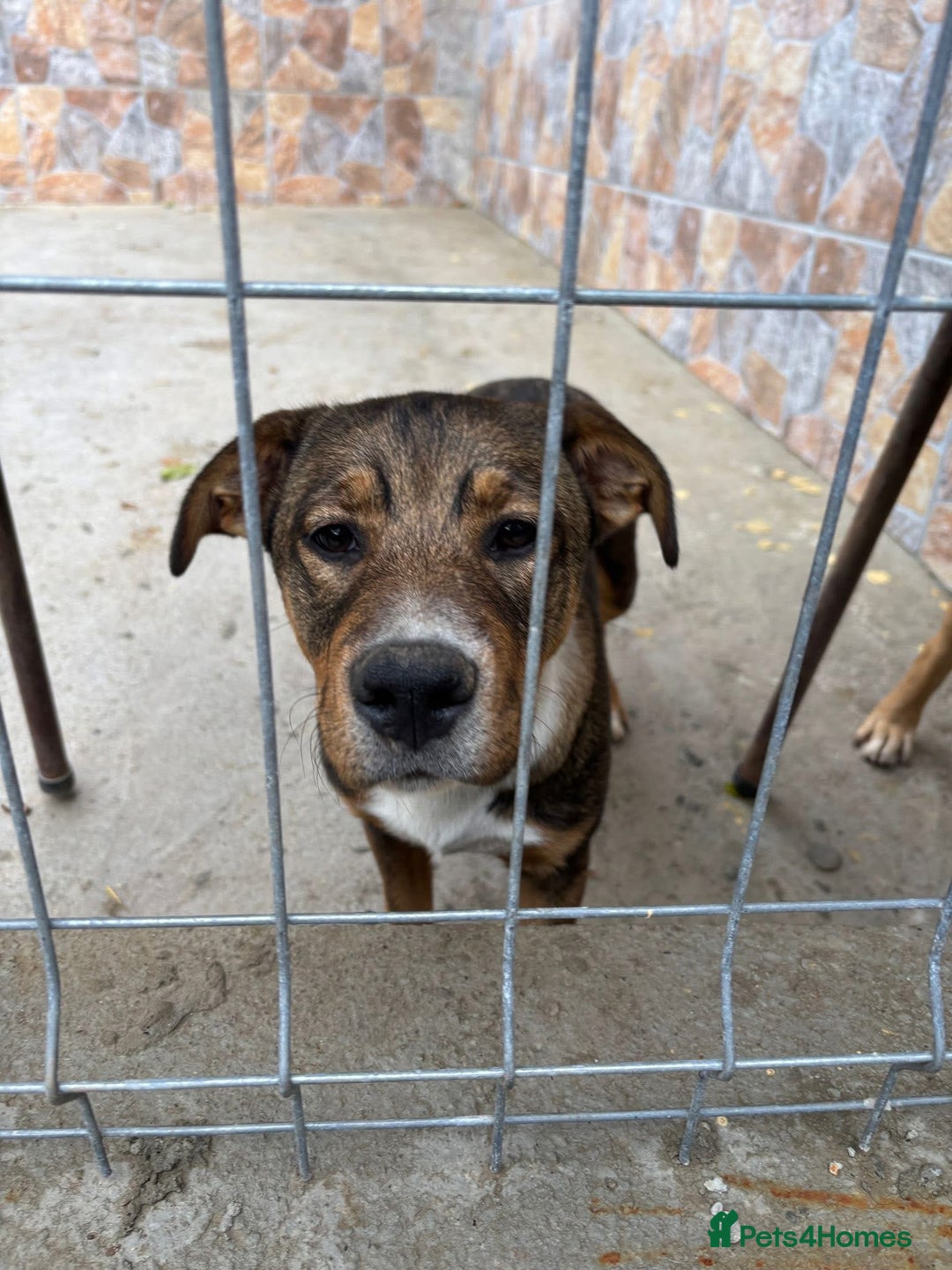 Mixed Breed dogs for adoption: Solstice is looking for a home - Advert 3