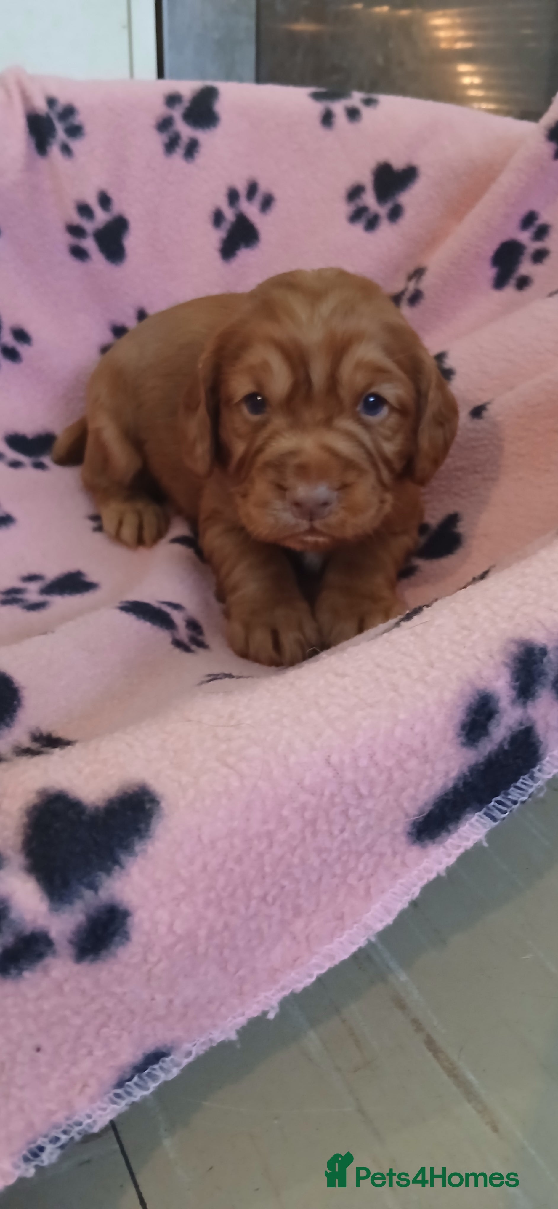 Cocker Spaniel dogs Kc Reg Health Tested Red Cocker Spaniel Boy  - Advert 4