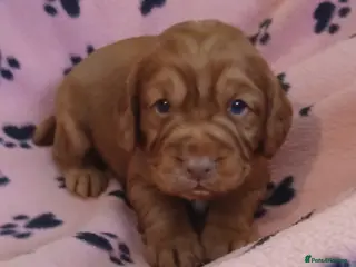 Cocker Spaniel dogs Kc Reg Health Tested Red Cocker Spaniel Boy - Advert 4