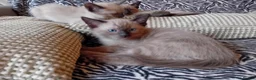 Mixed Breed cats for sale: Ragamise kittens - Advert 7