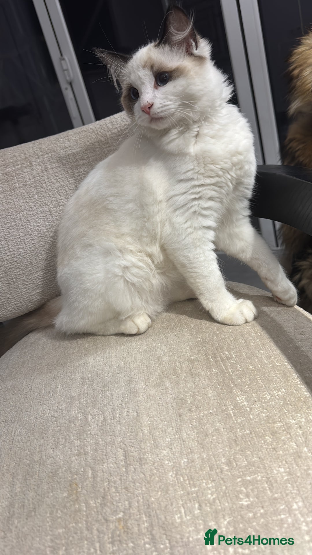 Ragdoll cats for sale: BEAUTIFUL RAGDOLL - Advert 4