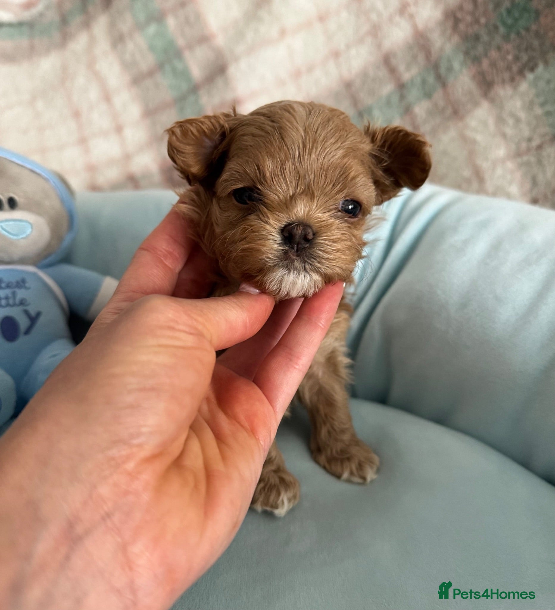 Maltipoo dogs 🧸True Tiny Asian Maltipoo Puppies DNA Clear🧸 - Advert 1