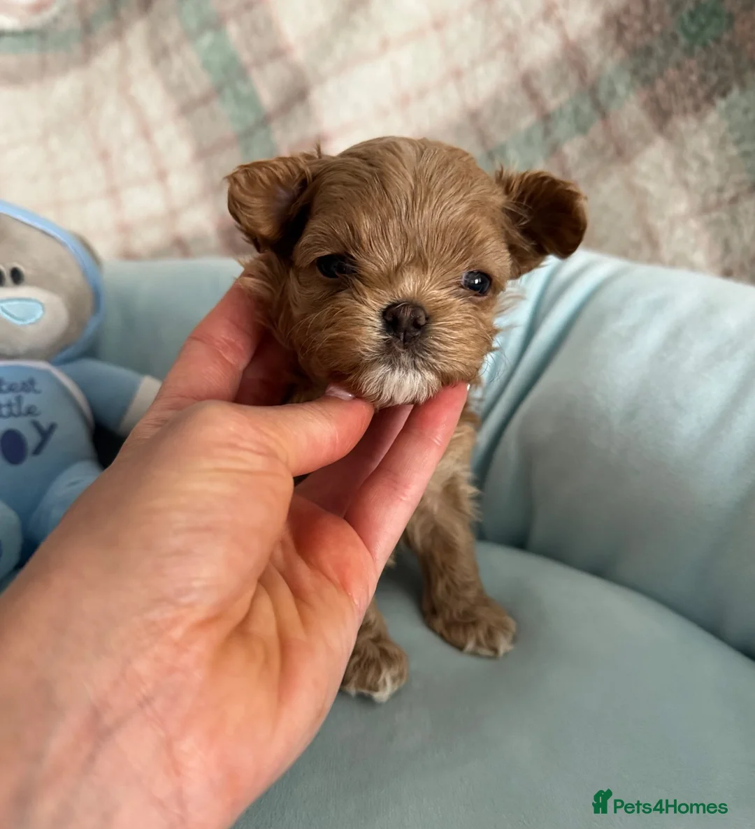 Maltipoo dogs for sale: 🧸True Tiny Asian Maltipoo Puppies DNA Clear🧸 - Advert 1