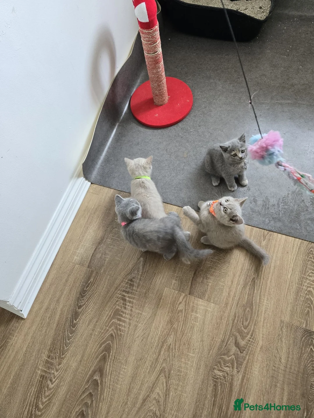 British Shorthair cats for sale: Champion Title Mum Beautiful British Shorthair. in Cardiff - Advert 11