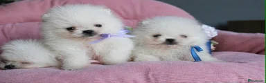 Pomeranian Puppy 1