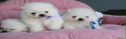 Pomeranian dogs for sale: Tiny white KC Pomeranian girl in Hemel Hempstead - Advert 4