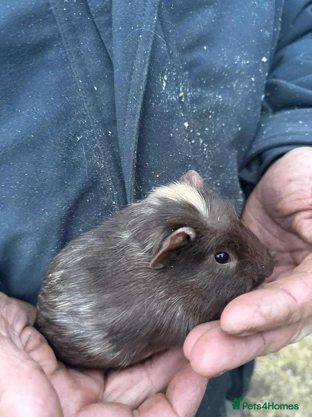 Guinea Pig rodents for sale: 20 guinea pigs for sale  - Advert 19