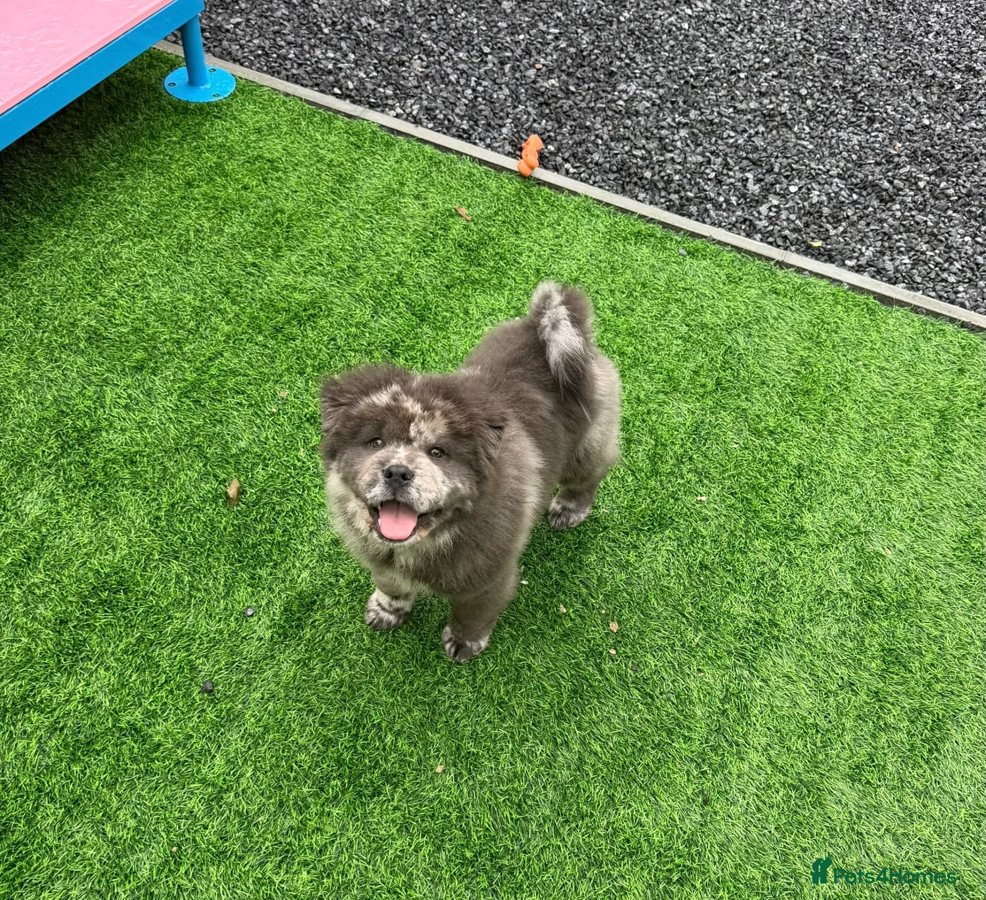 Chow Chow dogs Outstanding rare blue Merle male chowski puppy - Advert 1