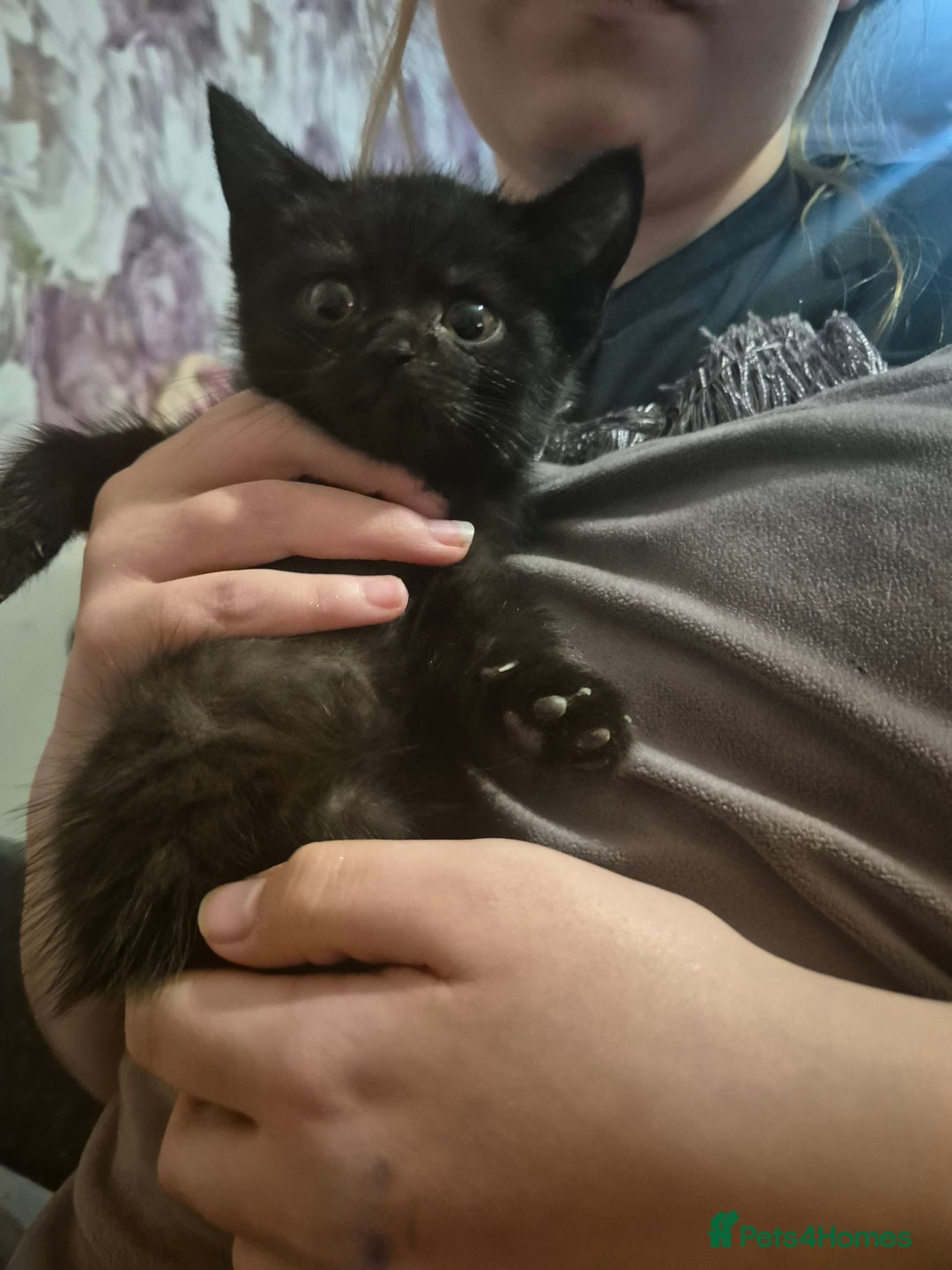 Mixed Breed cats for sale: 5 fluffy kittens looking for forever homes - Advert 6