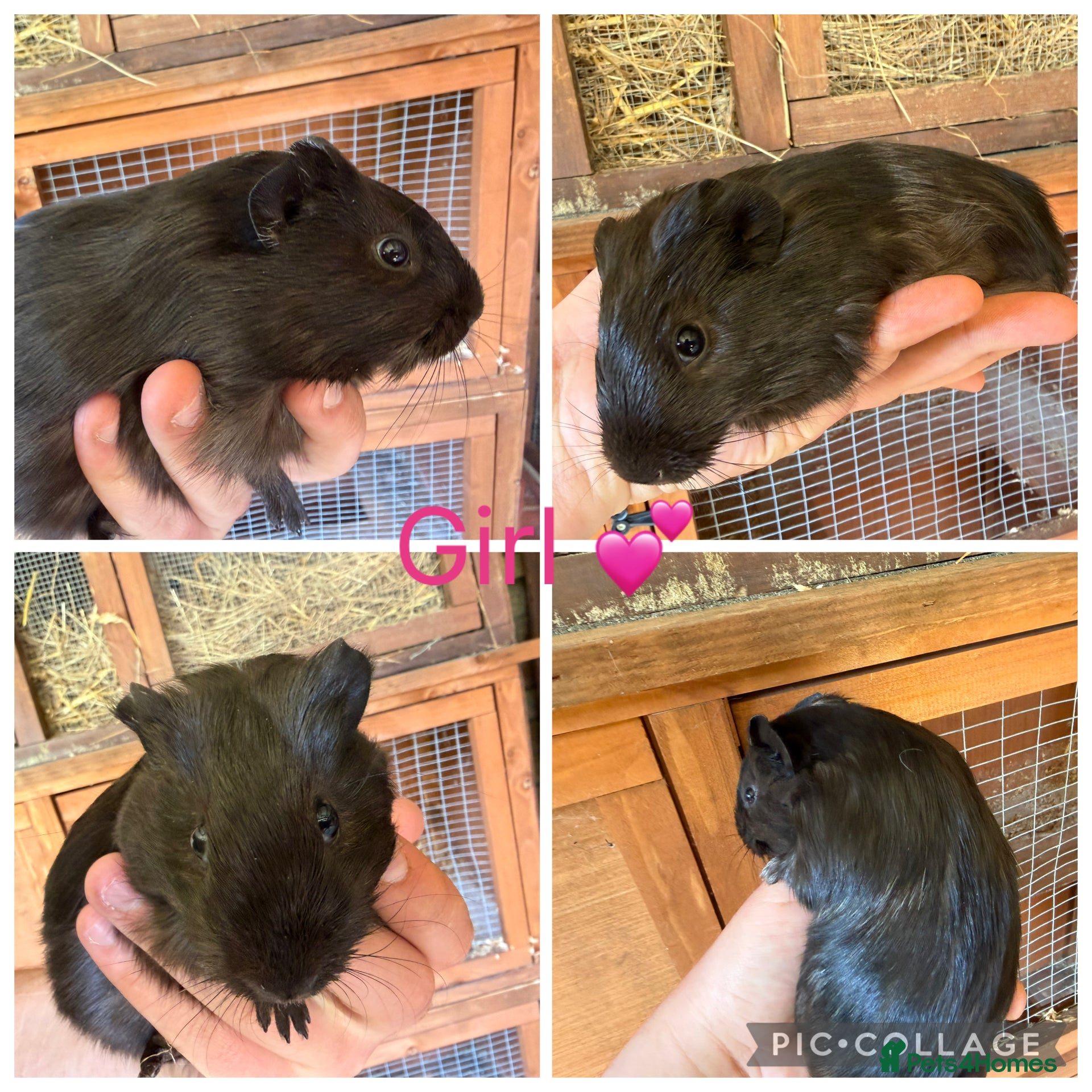 Guinea Pig rodents 3 Female, 3 male guinea pigs for new homes  - Advert 1