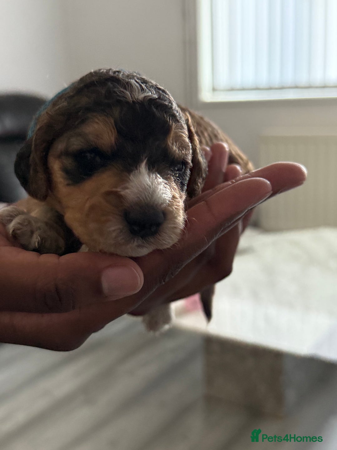 Cockapoo dogs for sale: 5 Beautiful Cockapoo Puppies  - Image 8
