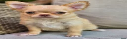 Chihuahua dogs for sale: Amazing Longcoat Apple head Chihuahua Puppies  - Advert 12