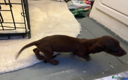Miniature Dachshund dogs for sale: Miniature dashound - Image 4