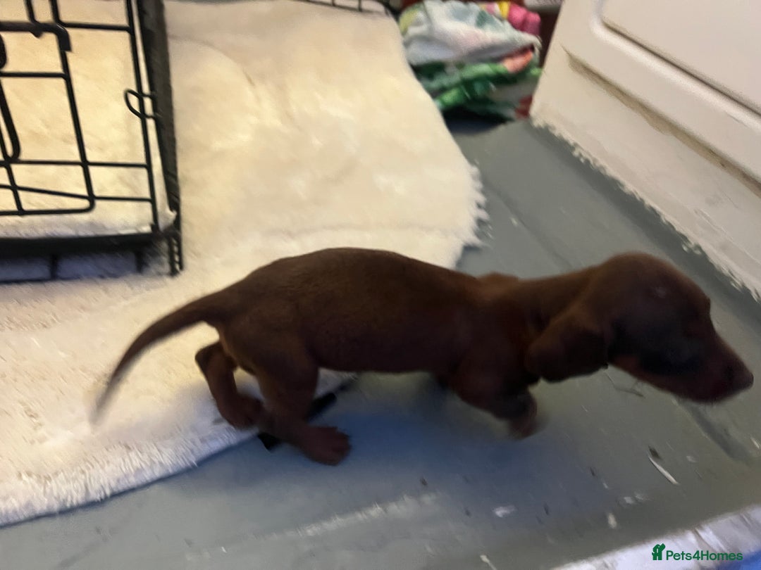 Miniature Dachshund dogs for sale: Miniature dashound - Image 4