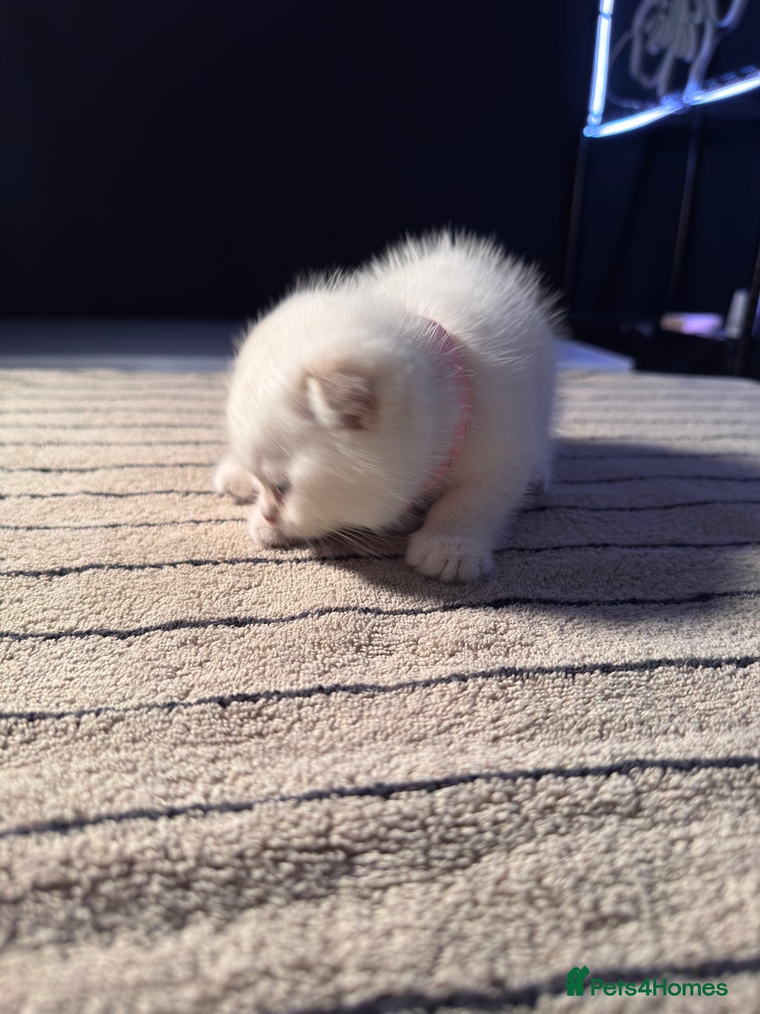 Scottish Fold cats for sale: ⭐️ Beautiful Scottish Folds ⭐️ - Image 10