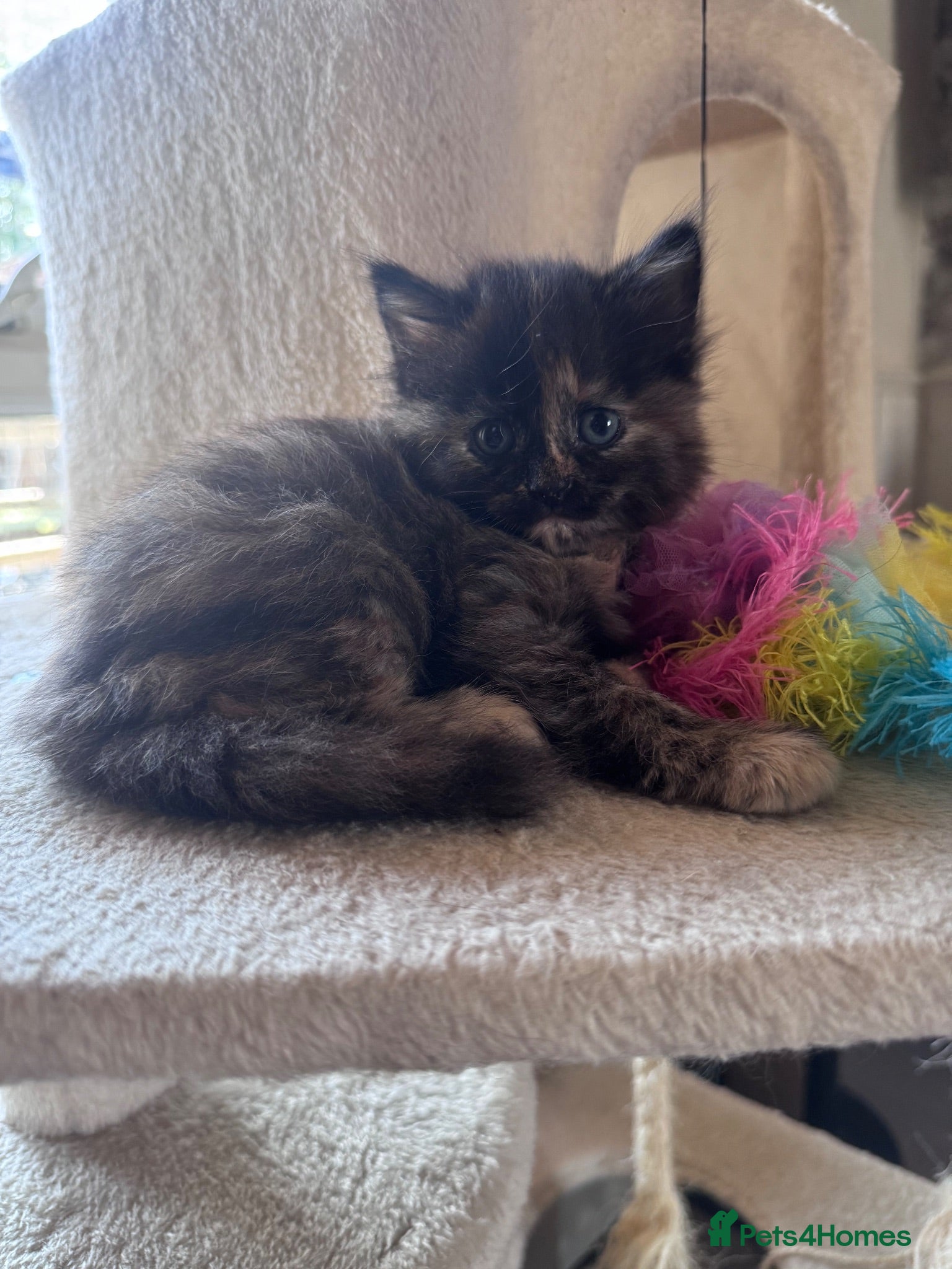 Nebelung cats 💎 Nebelung X PersianxMaincoon 💎 - Advert 2