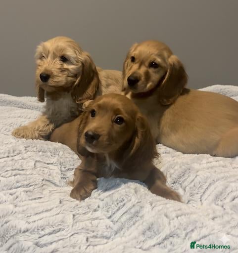 Cockapoo dogs Cockapoo puppies for sale  - Advert 1