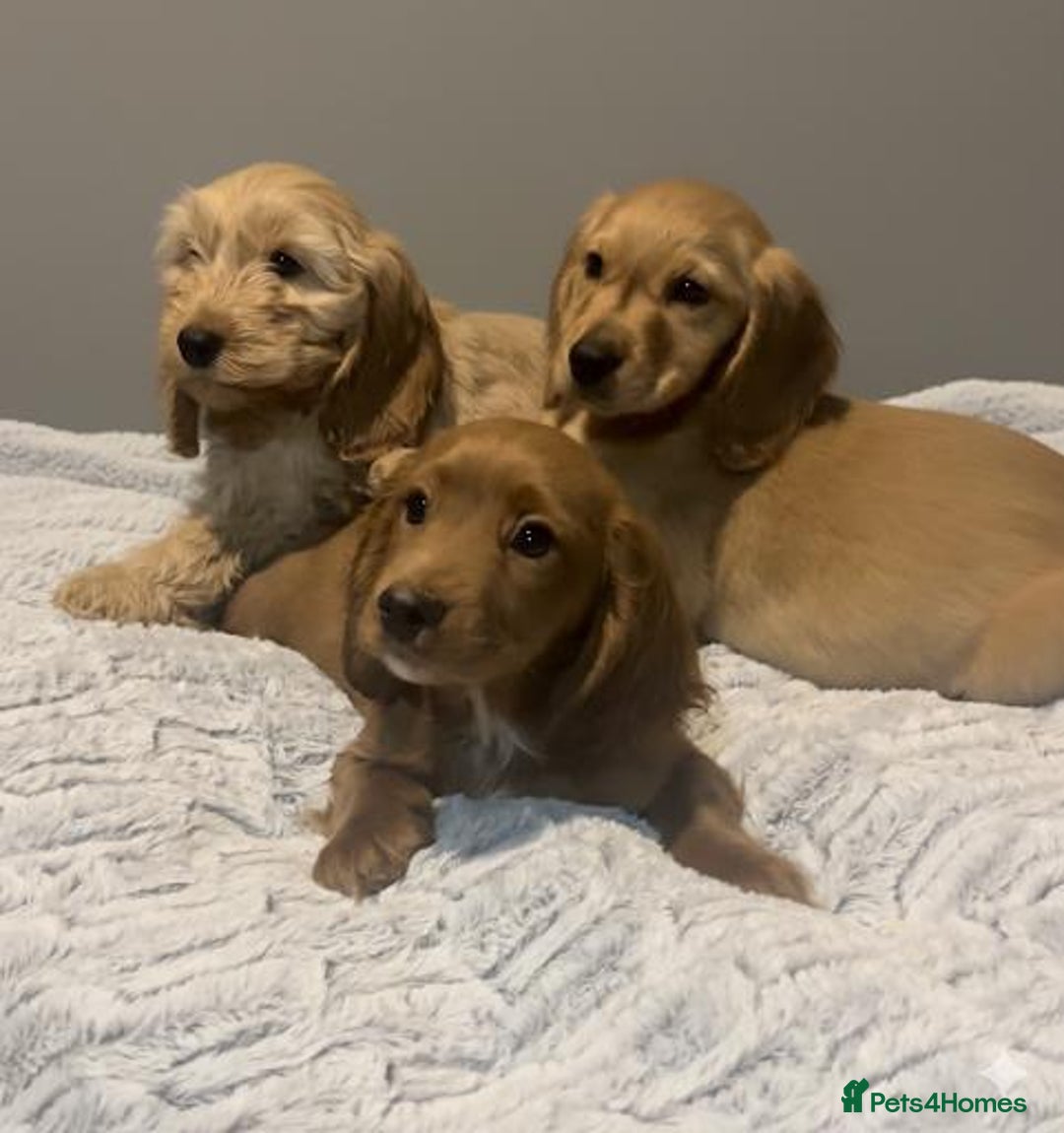 Cockapoo dogs for sale: Cockapoo puppies for sale  - Advert 1