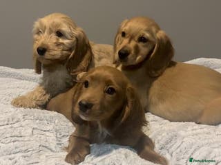 Cockapoo dogs Cockapoo puppies for sale - Advert 6