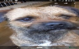 Border Terrier dogs for stud: Border terrier stud in Stafford - Image 1