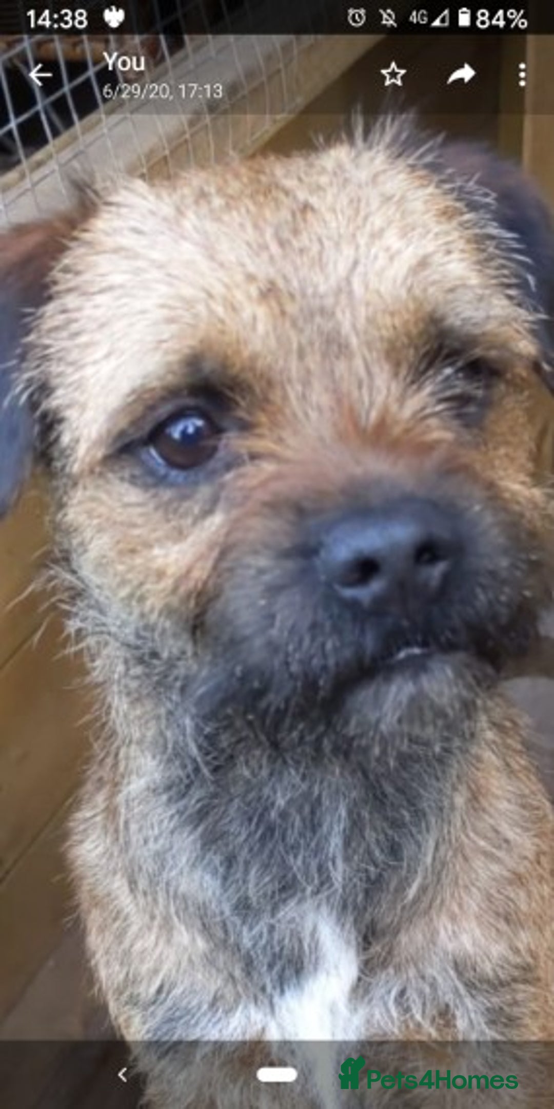 Border Terrier dogs for stud: Border terrier stud in Stafford - Image 1