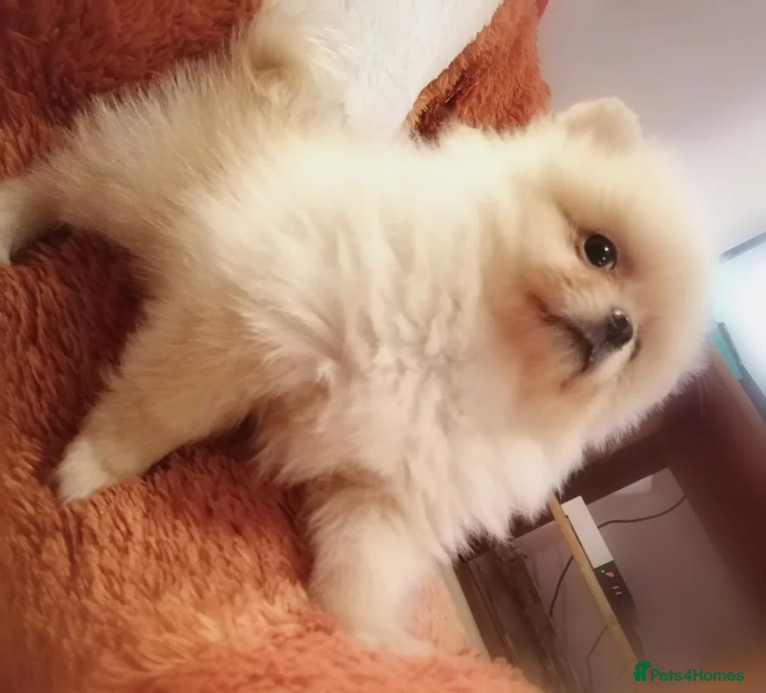 Pomeranian dogs for sale: White/cream Pomeranian puppies  - Advert 12
