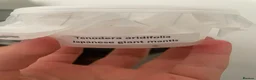 Mixed Breed invertebrates for sale: Mixed Centipede, mantis, and spiders  - Advert 14