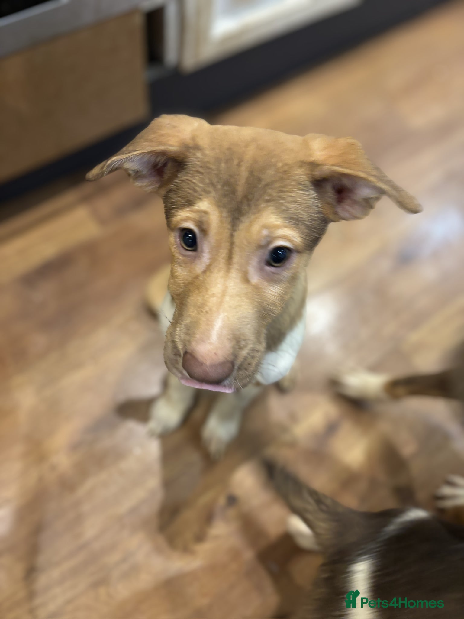 Mixed Breed dogs for sale: Mixed Breed Pups - Advert 5