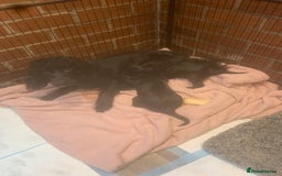 Cocker Spaniel dogs for sale: Cocker spaniel puppies  - Image 7