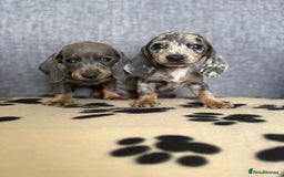 Dachshund dogs for sale: Miniature Dachshund puppies  - Image 5