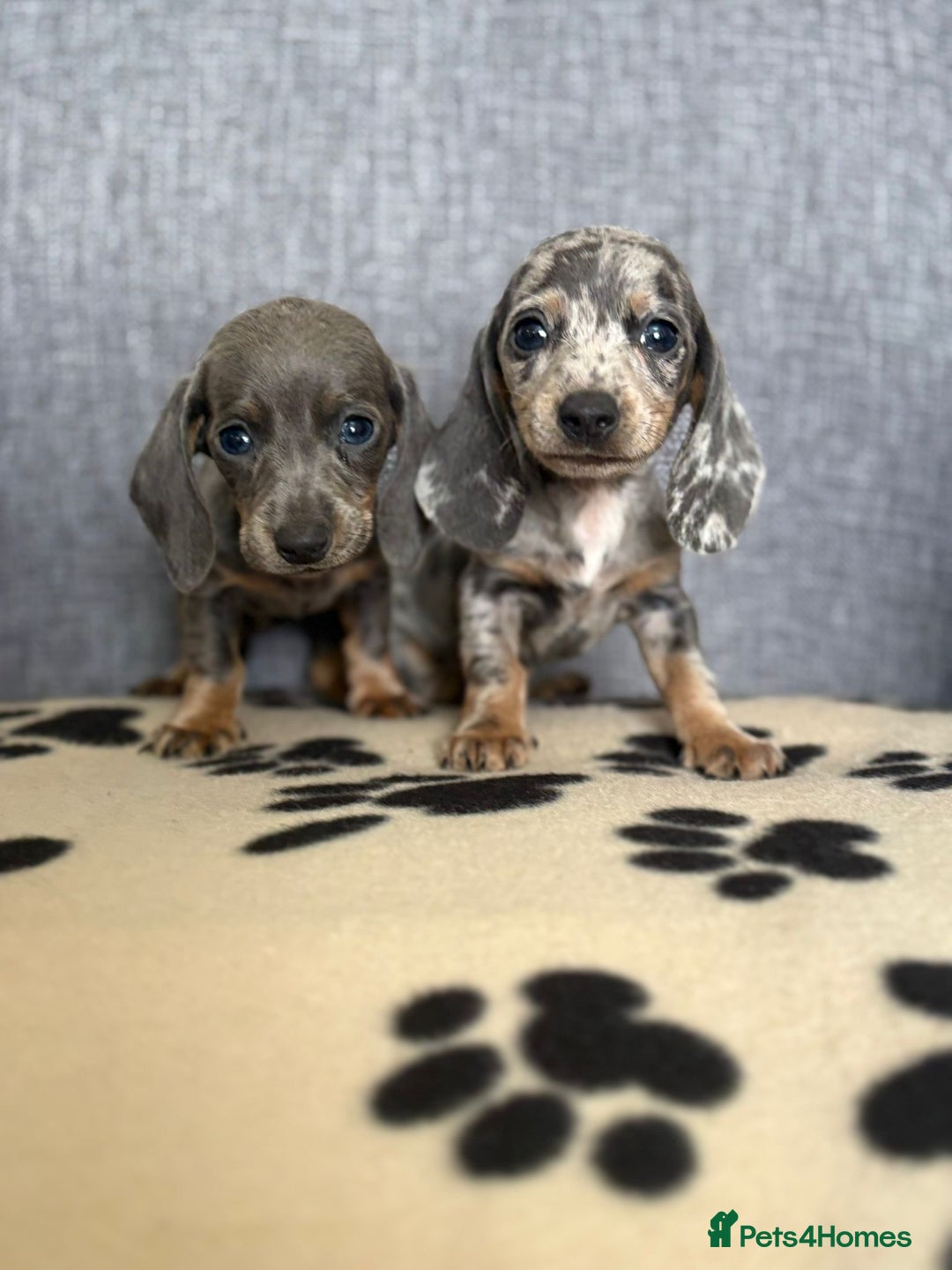 Dachshund dogs for sale: Miniature Dachshund puppies  - Image 5