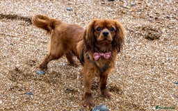 Cavalier King Charles Spaniel dogs for stud: Cavalier King Charles for stud - Image 2