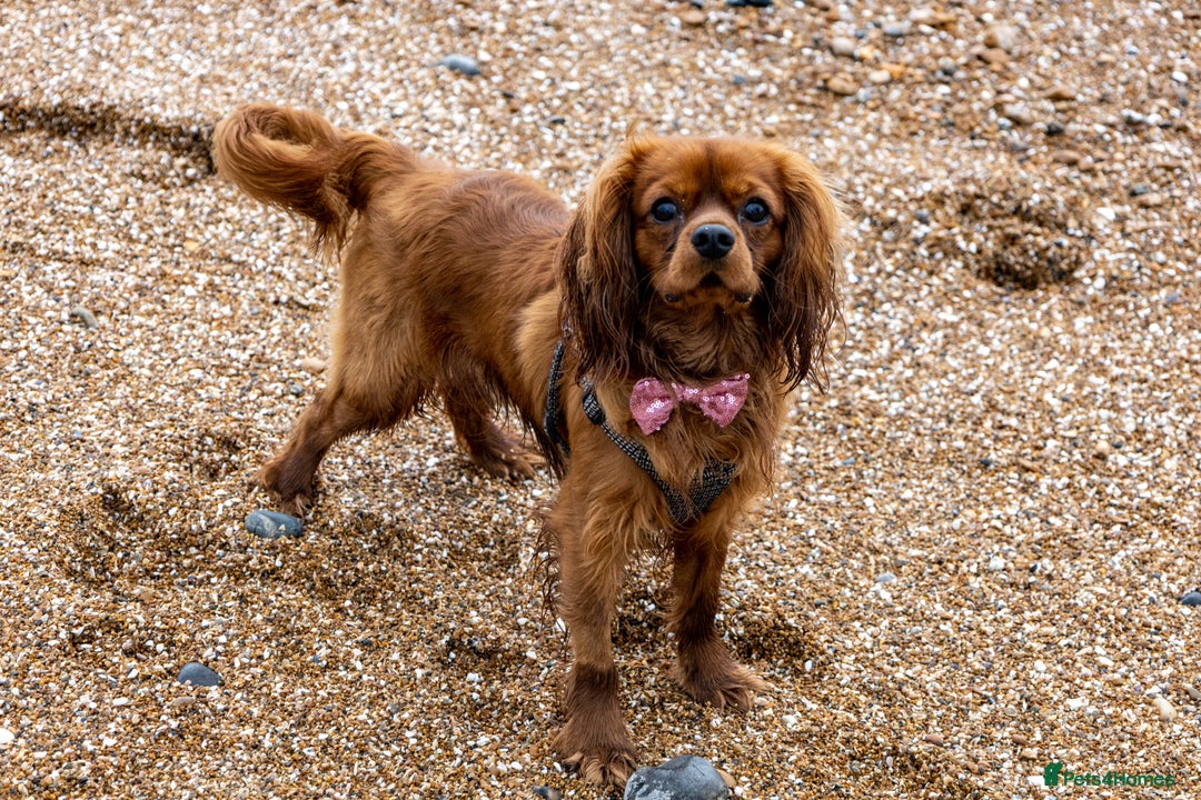 Cavalier King Charles Spaniel dogs for stud: Cavalier King Charles for stud - Image 2
