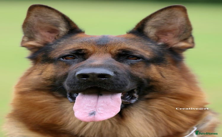 German Shepherd dogs in London - Advert 6