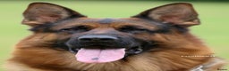 German Shepherd dogs for stud: Health Tested, Show Winner, Proven Stud Dog in London - Advert 2