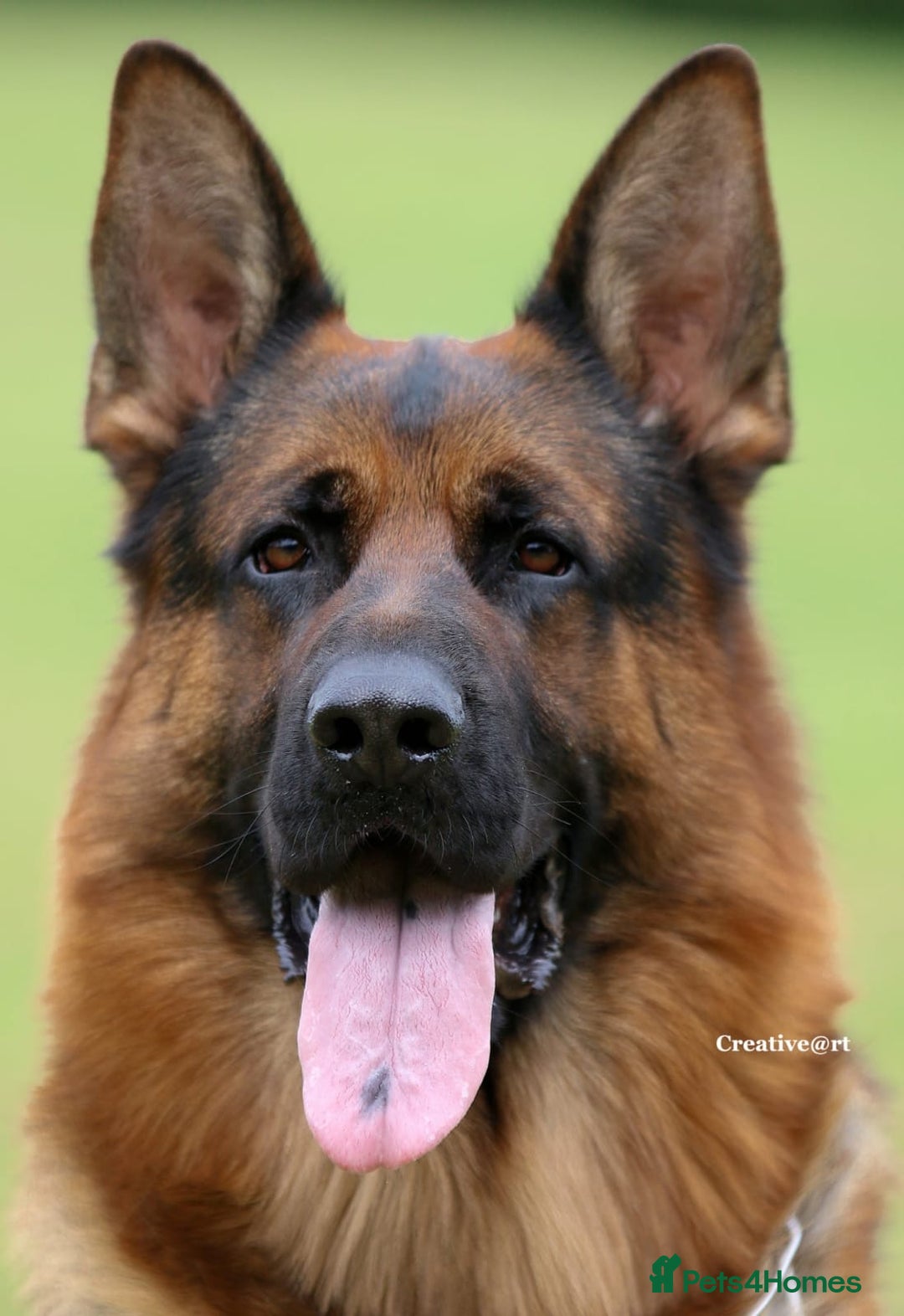 German Shepherd dogs for stud: Health Tested, Show Winner, Proven Stud Dog in London - Image 1