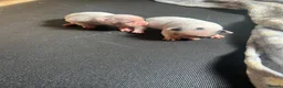 French Bulldog dogs for sale: 2 French bulldog puppies  - Advert 3