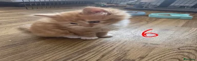British Longhair 6