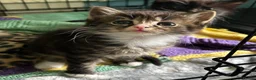 Domestic Shorthair cats for adoption: Adorable Kittens - Adopt  Cats in Crisis EastLdn - Advert 9