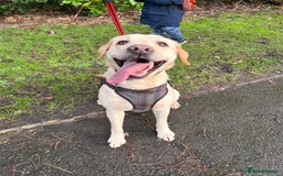 Golden Retriever dogs for sale: Golden retriever 6 years old  - Image 5