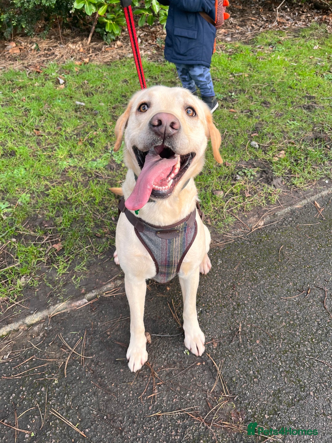 Golden Retriever dogs for sale: Golden retriever 6 years old  - Image 5