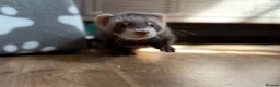 Ferret rodents for sale: Trio Male ferrets in Stevenage - Advert 5