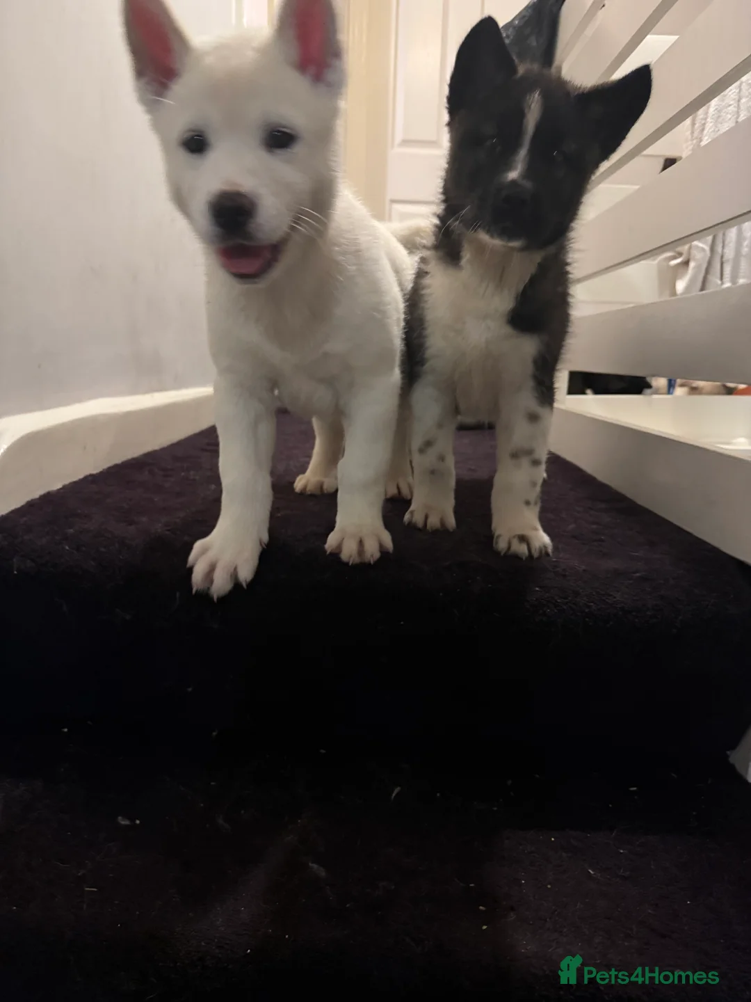 Mixed Breed dogs for sale: 7 beautiful American Akita Puppies ***5 left*** - Advert 4