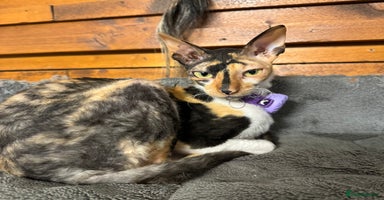 Mixed Breed cats Beautiful girls  - Advert 8