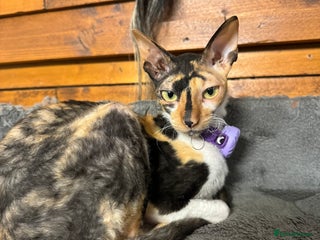 Cornish Rex cats for sale - Advert 1