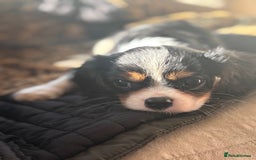Cavalier King Charles Spaniel dogs for sale: 2 beautiful cavalier King Charles  - Image 1
